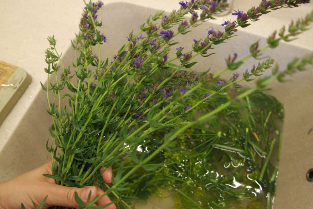 SAMSUNG CAMERA PICTURES